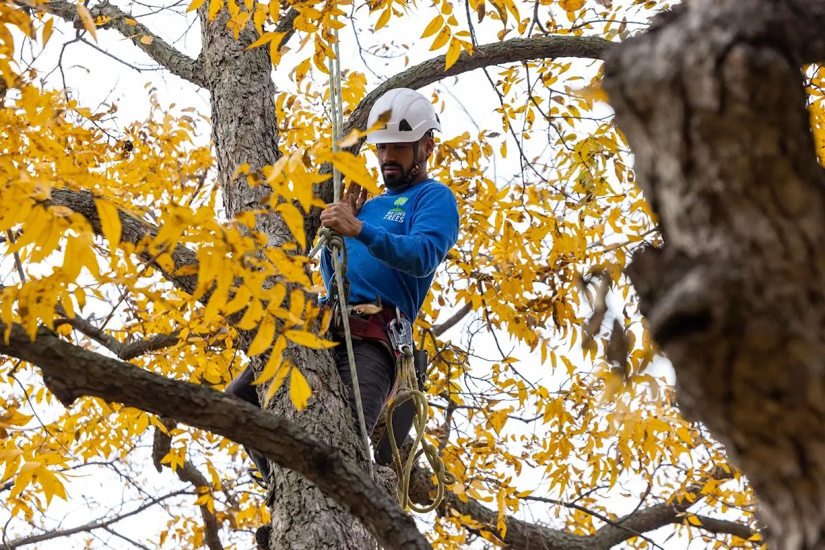 Skilled Tree Planing crew working in Worthington
