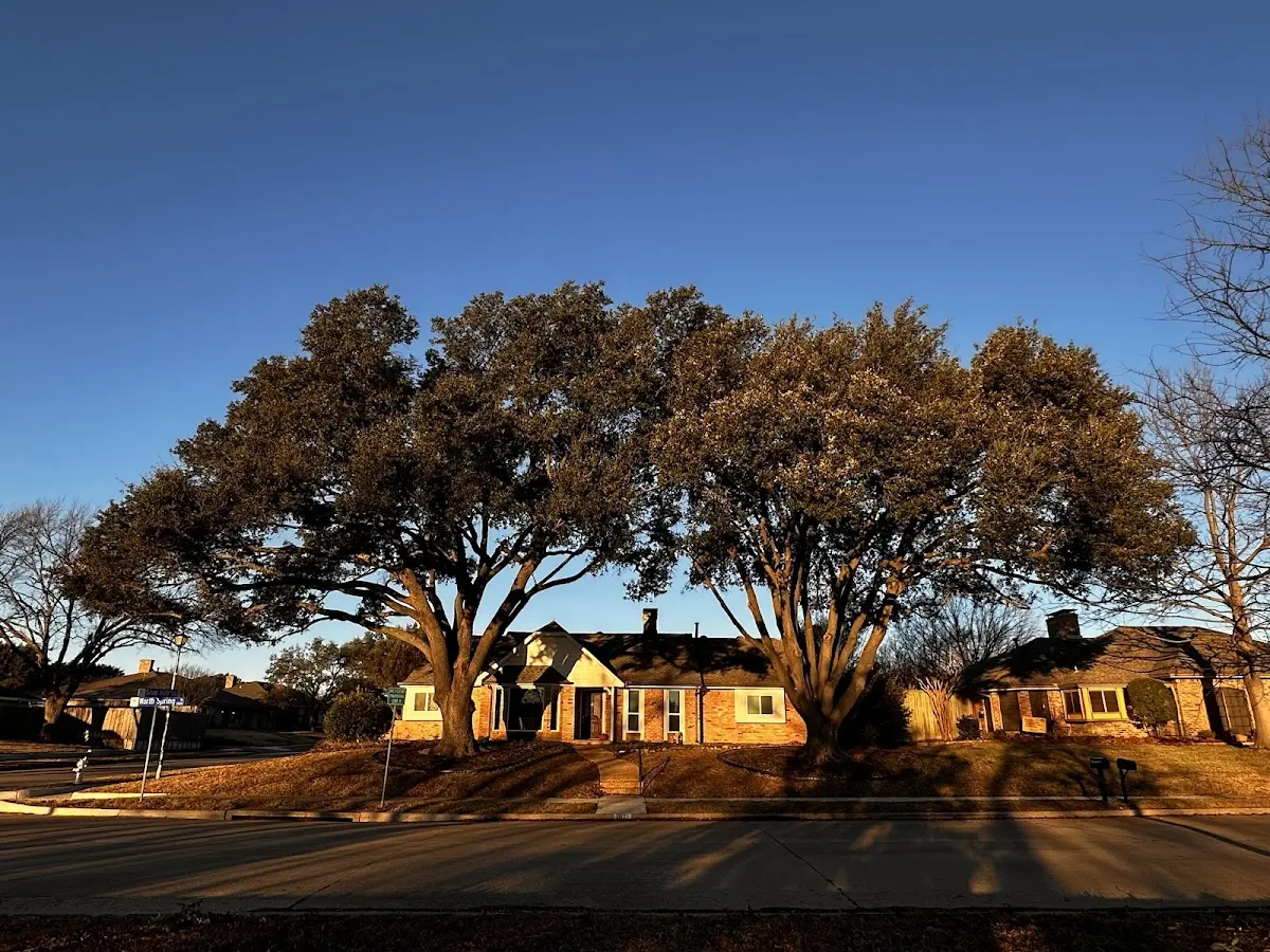 Established residential canopy tree shading a home in Worthington
